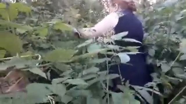 ОБЗОР  МОЕГО  ОГОРОДА  /  ДОМАШНЯЯ  ШАУРМА С КУРИЦЕЙ / АРМЯНСКАЯ ШАУРМА