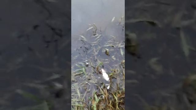 река Нара,Наро-Фоминский район деревня Слизнево,траванули рыбу. смотреть онлайн