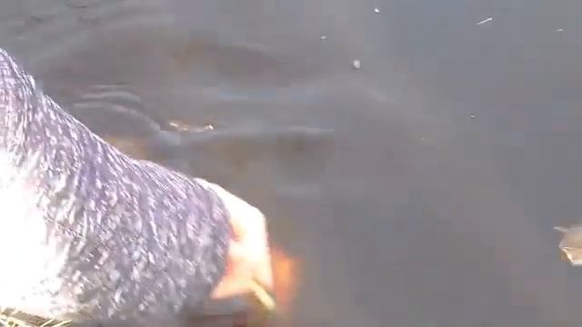 Живой корм для аквариумных рыбок смотреть онлайн