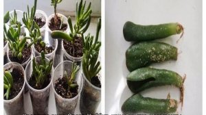 Крассула Хоббит Crassula Ovata Hobbit