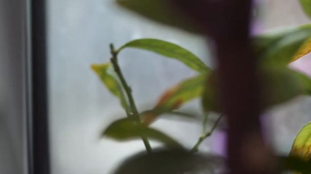 Sony a5100 и объектив Юпитер 37а смотреть онлайн