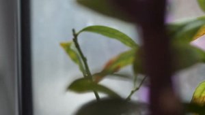 Sony a5100 и объектив Юпитер 37а