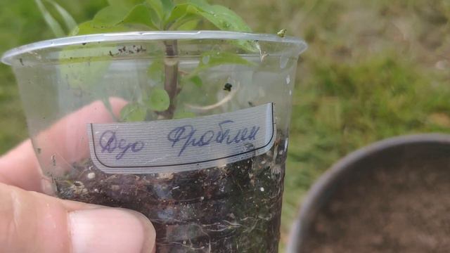 Цветы в июне смотреть онлайн