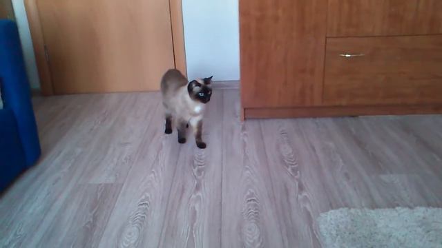 Котэ боится ковра смотреть онлайн