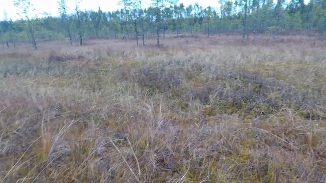 Клюква. Прогулка на болото. 11.10.20210. Осеннее утро. смотреть онлайн