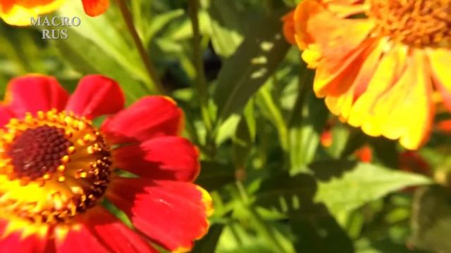 Жужжание пчёл 3. Гул самолёта. 3d звук. Звуки природы. ASMR. смотреть онлайн