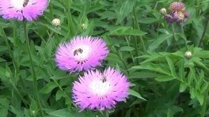 клоп вонючка