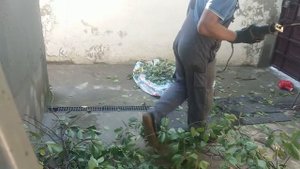 Сабельная пила против свежеспиленного дерева