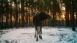 Все в лес: лоси в ленинградских лесах и Санкт-Петербурге