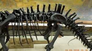 Московский палеонтологический музей 29.09.2016 года
