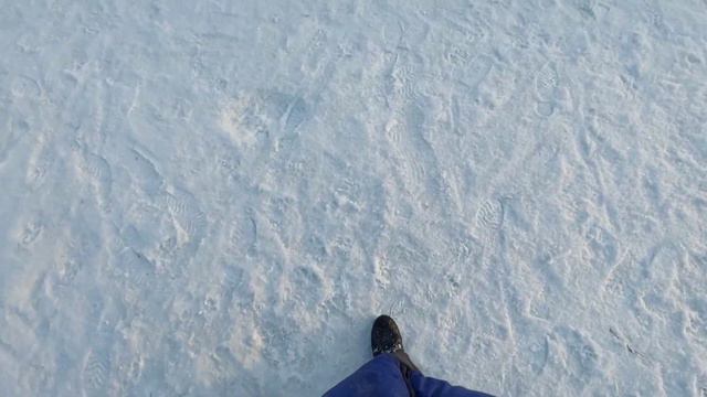 Домашняя передержка.  Бриар