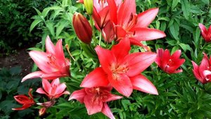 Лилии/Цветение 2022/Ботанический сад МГУ «Аптекарский огород»/Lilium/Moscow university garden/Lilie