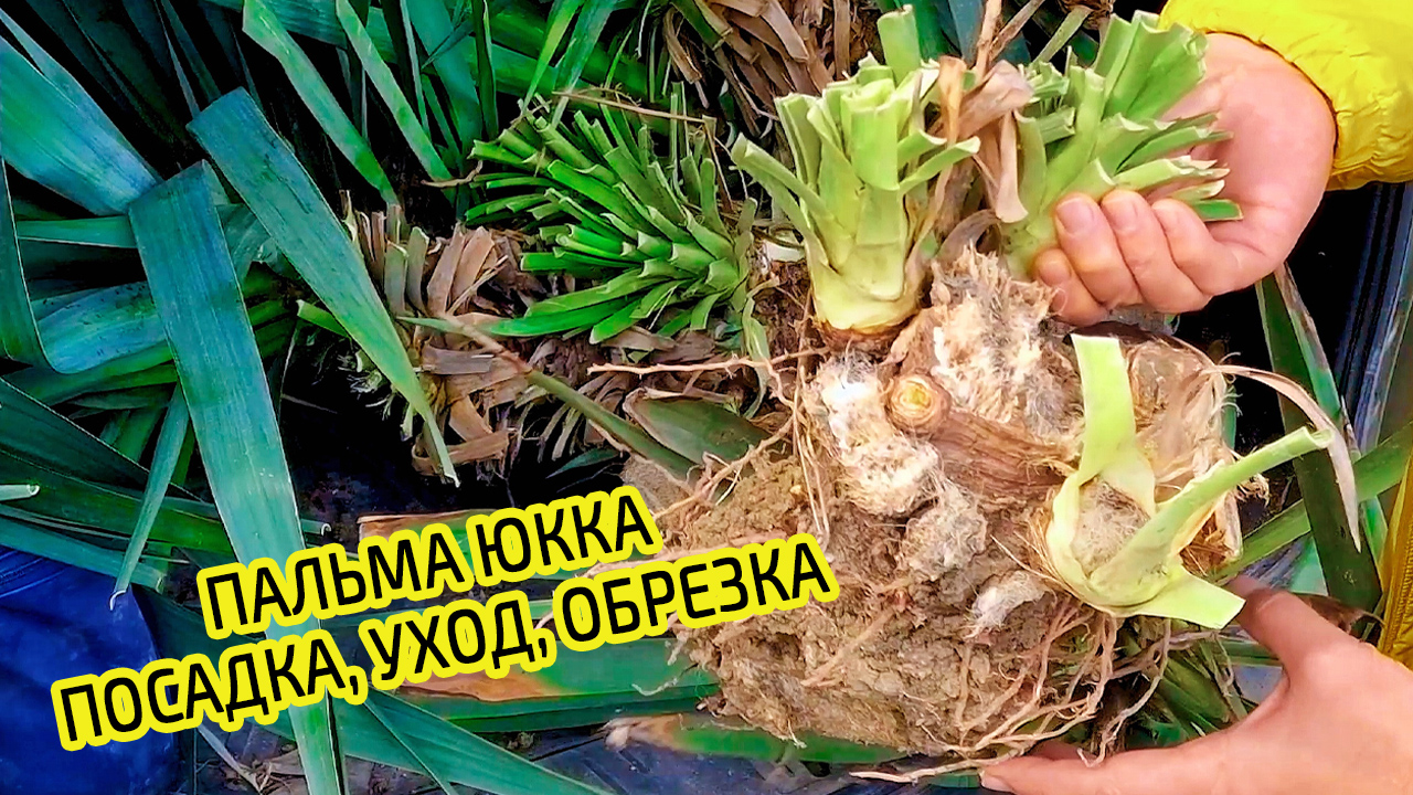 Пальма юкка садовая. Посадка, уход и размножение. Как делать обрезку при пересадки растения Юкка.