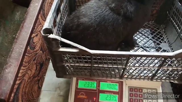 Вес кроликов в 2,5 месяца на комбикорме смотреть онлайн