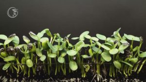 подсолнухи