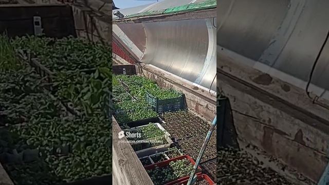 Сибирь. Выношу часть рассады из теплицы в парник.