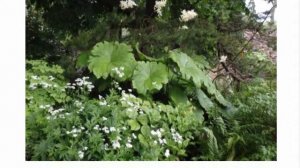 Астильбоидес описание особенности выращивания и фото в саду