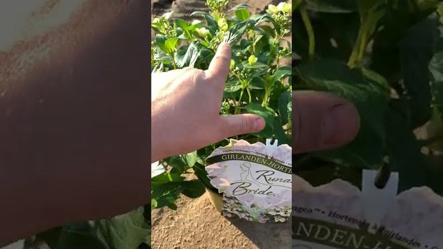 Новинки гортензий Эксклюзивы 2021 Сбежавшая Невеста и Френч Болеро Пинк и Блю!!!??✅ смотреть онлайн