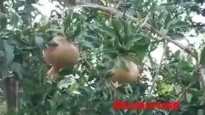 Райские Сады дерево Инжир, Гранаты, Таджикистан 2020