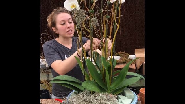 Make an Orchid Plant Arrangement @DesignbyElisa смотреть онлайн