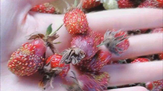 Клубника купчиха. Правдивый отзыв о сорте, советы по уходу и выращиванию.