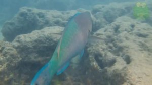 Рыба попугай - интересные факты, обитатели глубин, рыбка попугай