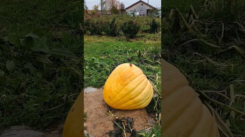 Эта огромная тыква пойдёт на сок, цукаты  и часть в морозильник.