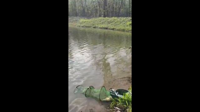 Ловля карпа в мае! Ловим трофеи!