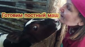 Готовим маш с грибами. Постно и вкусно.