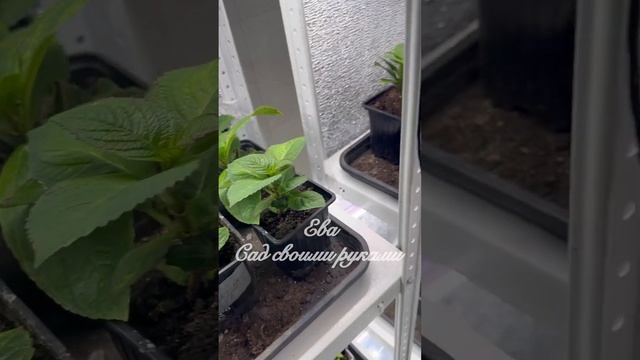 ✅ЛАБОРАТОРИЯ ?ЧЕРЕНКОВАНИЯ Дома ?? смотреть онлайн