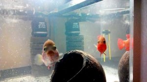 Хромис красавец обустраивает гнездо перед нерестом