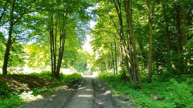 Калининград - улицы, собака, лес, всё в кучу !#калининград#летовкалининграде#собакаищетдом