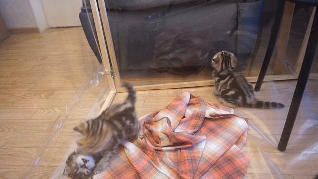 Какая разница между британцами и шотландцами?