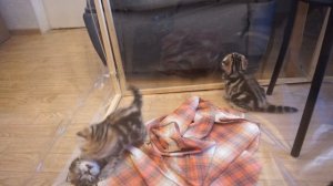 Какая разница между британцами и шотландцами?