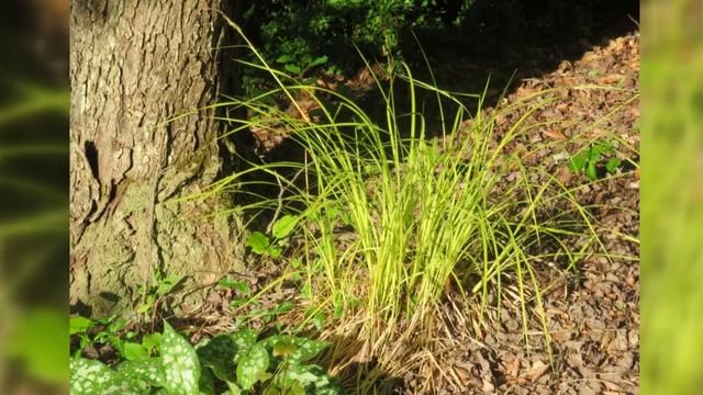 Home Gardener - Carex and Hakonechloa Grasses смотреть онлайн