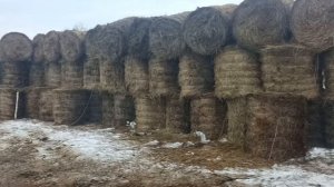 Ветрозащита для коров.Уличное содержание КРС породы Герефорд на поле.