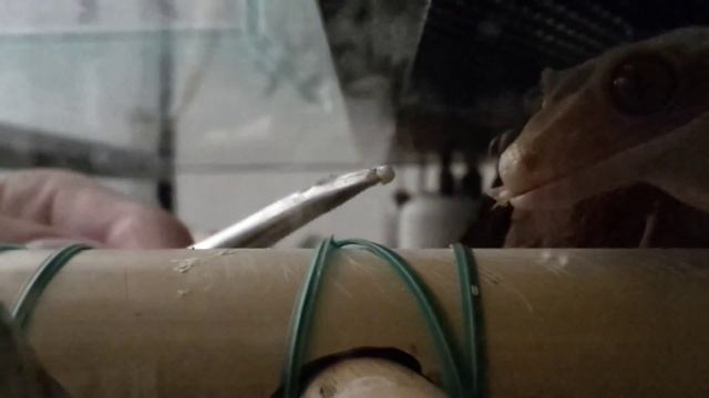 Gecko at dinner (Rhacodactylus ciliatus) смотреть онлайн