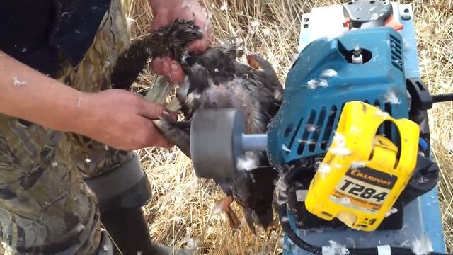 Ощипывание дикой утки на охоте 8 800 555-90-02 смотреть онлайн