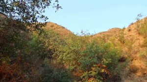 Полосатый шакал в Грузии / Ягдтерьер в деле / охота на шакала?