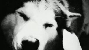 Милые зелёные глаза-песня под гитару 2022🔥🔥🔥🔥🔥🔥🔥🔥🔥🔥🌹🌹🌹🌹🌹🌹