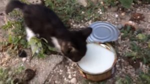 Спасаем бездомных животных.