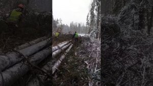 Обрубка сучев, лесозаготовка #тдт55