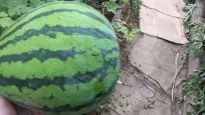 Арбуз сорт Сюрприз