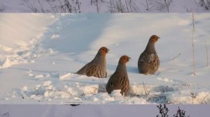 Одна из любимых птиц охотника. Птицы России. Тетерев - птица русского леса.