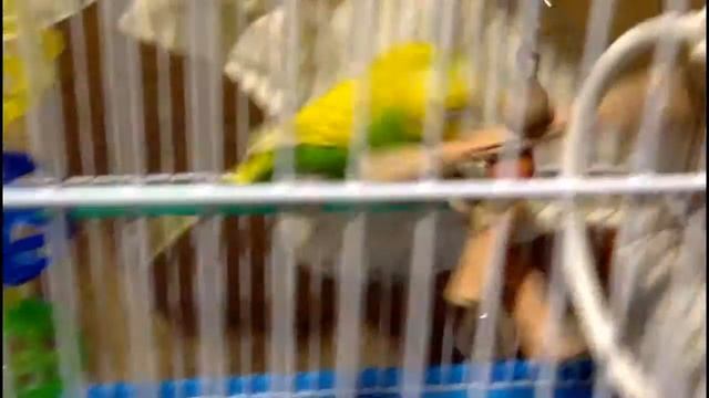 Говорящий попугай Кеша играет с игрушками ....