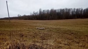 Лиса напугала домашних гусей