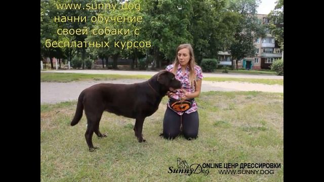 Уважаете ли вы свою собаку? О любви к собаке. Люблю свою собаку. смотреть онлайн