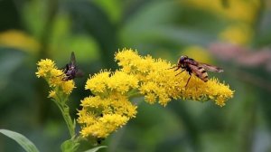 Шмелевидка воздушная. Volucella inanis. Насекомые Беларуси.