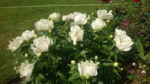 Paeonia Moonrise