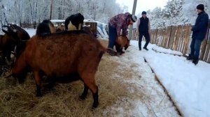 Чешские козы, необычные овцы и Яша // Мое хозяйство